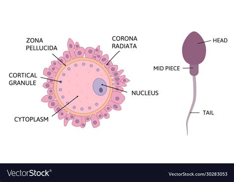 Ovum spermatozoon anatomy Royalty Free Vector Image