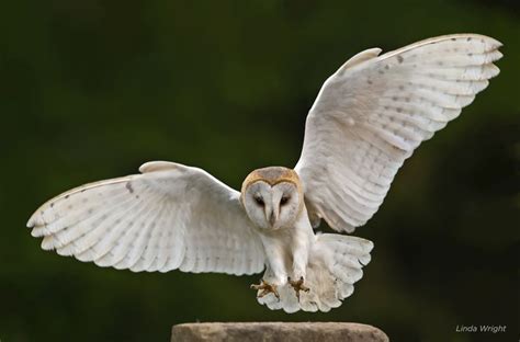 Barn Owl flying | Barn owl tattoo, Owl photography, Owl