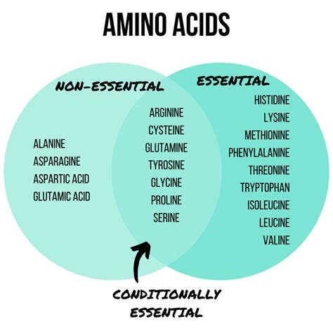 Essential Vs Nonessential Amino Acids