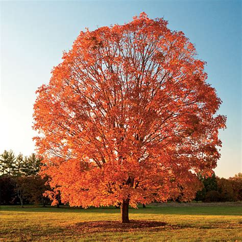 Wisconsin Symbols | Wisconsin State Tree | Sugar Maple (Acer saccharum)