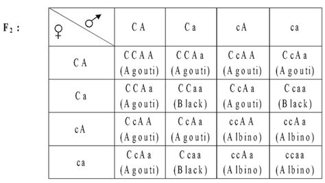 Class 12 Botany | Lethal genes