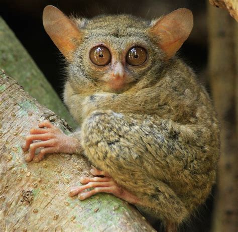 8 Of The Most Adorable Tree-Dwelling Animals On Earth - THE ENVIRONMENTOR