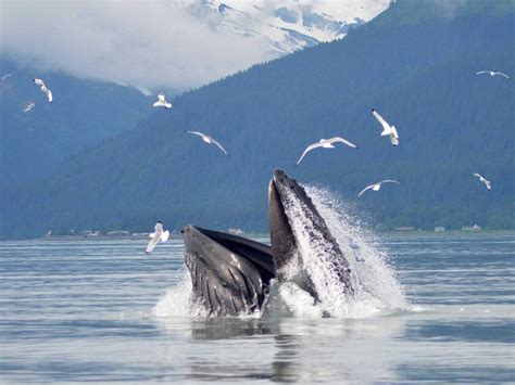 Alaska Whale Watching: Kenai Fjords Cruise