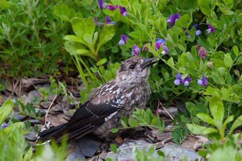 Wild Birds in Wildlife in Their Natural Habitat Stock Image - Image of branch, pretty: 167527987