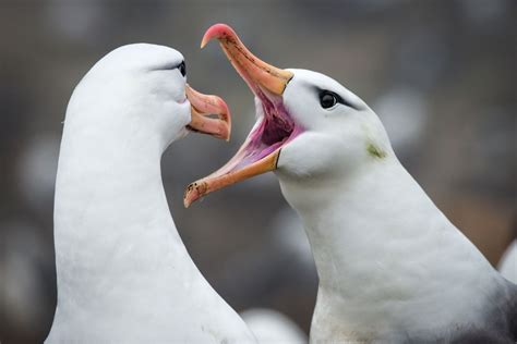 Protecting the Amsterdam Island albatross – Together Beyond Animal Health