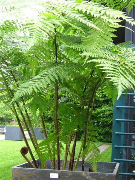 25+ bästa Australian tree fern idéerna på Pinterest | Dicksonia antarctica, Ormbunke och Tropisk ...