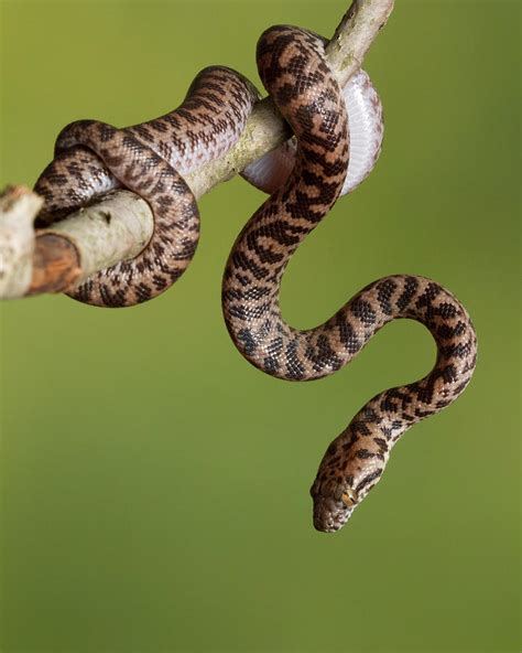 Spotted Python Antaresia Maculosa Photograph by David Kenny - Fine Art America