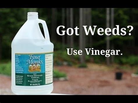 Use Vinegar & Salt As A Weed Killer - The Plant Guide