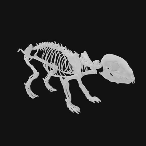 Hedgehog Skeleton 3D - TurboSquid 1995918