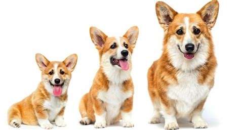 Corgi Size Chart | Corgi Growth & Weight Chart