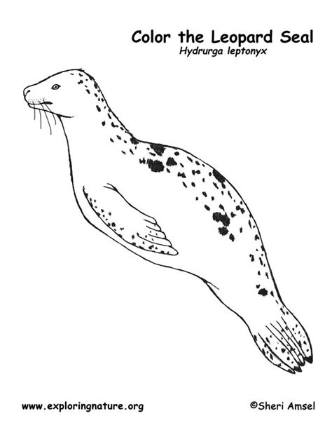 Leopard Seal Coloring Page Seal Crafts For Kids, Ocean Mammal, Leopard Seal, Monk Seal, Ocean ...