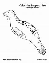 Leopard Seal Coloring Page sketch template