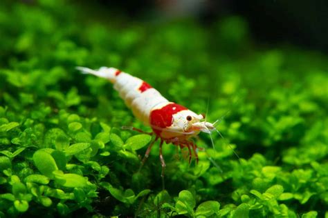 Crystal Red Shrimp (Caridina Cantonensis Var. 'Crystal Red') Care Sheet ...