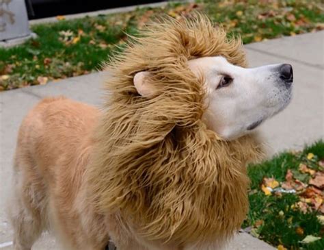 A Lion | DIY Halloween Costumes For Dogs | POPSUGAR Pets Photo 15