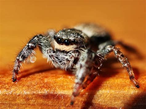 Spider Activity In New Jersey | Types Of Spiders In NJ