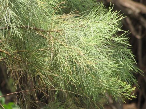 A Lenten Look at Trees: Tamarisk - Garden In Delight