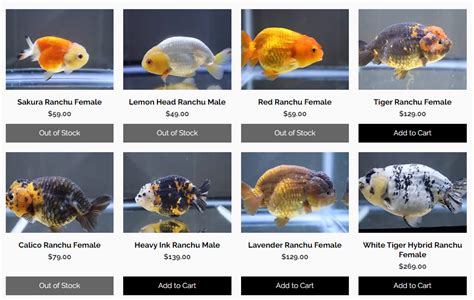 Ranchu Goldfish: Price, Care, Behavior, Tankmate, Lifespan… | by Fred Smith | Medium