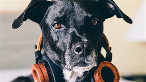 Download wallpaper 2560x1440 dog, headphones, music lover widescreen 16 ...