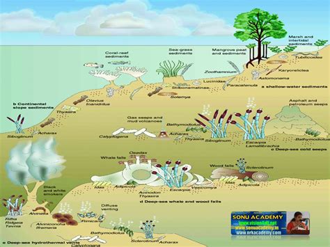 SONU ACADEMY: MIXOTROPHIC NUTRITION-TEXT