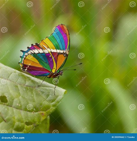 Rainbow Butterfly Stock Photos - Download 1,852 Royalty Free Photos