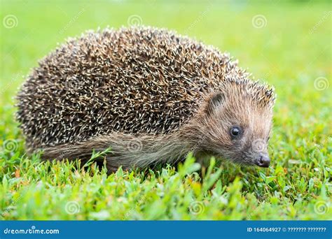 Hedgehog on the grass stock image. Image of mammal, european - 164064927