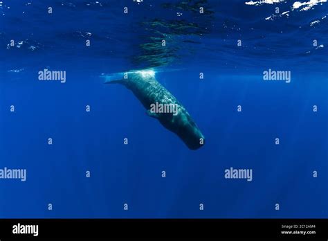 Sperm whale dive underwater in blue ocean, Mauritius Stock Photo - Alamy