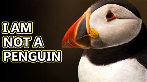 Puffin facts: smaller than you think | Animal Fact Files - YouTube