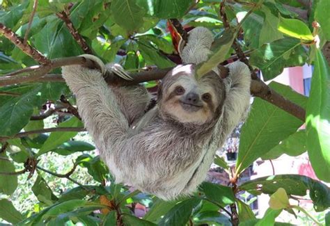 sloths in Costa Rica