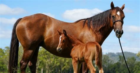 Horse genetics secrets discovered for breeding, conservation | AGDAILY