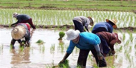 Kapabayaan ng pamahalaan sa agri-sector, binatikos ng mga magsasaka - VeritasPH