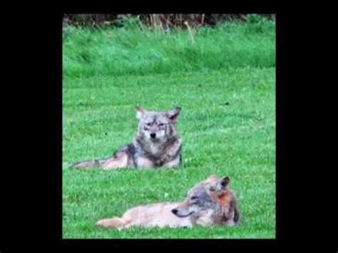 Coyote Sounds.mp4 - YouTube