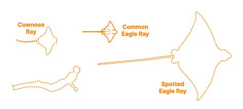 Common Eagle Ray (Myliobatis aquila) Dimensions & Drawings | Dimensions.com