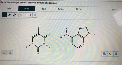 Solved draw the hydrogen bonds between thymine and adenine | Chegg.com