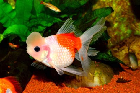 Pearlscale Goldfish: Caring for this Jewel of a Fish • Fish Tank Advisor