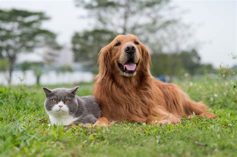 Canine Takes Cat to Be part of Household Photograph in Lovable Video ...