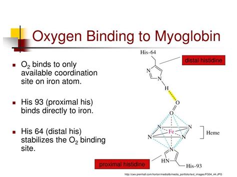 PPT - Myoglobin & Hemoglobin PowerPoint Presentation - ID:2019714