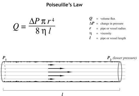 The Science of Flow: Understanding Poiseuille's Law