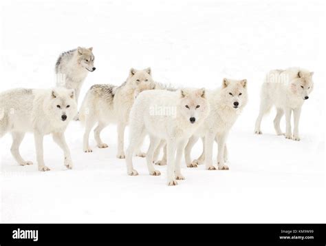 Arctic Wolf Pack Hunting