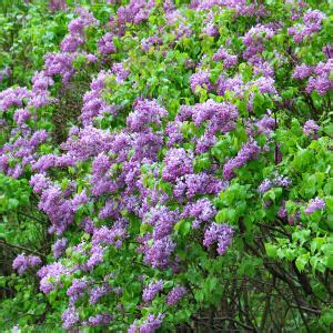 New Hampshire State Flower, Purple Lilac (Syringa vulgaris), from NETSTATE.COM