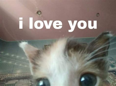 I love you | Cute cats, Animal memes, Pretty cats