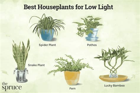 Greening Your Space: The Incredible Benefits of Having Plants Indoors ...