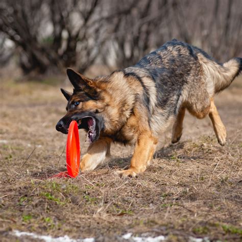 Best Toys for German Shepherds and Fun Games [Complete 2021 Guide] - Woof! It's Zelda