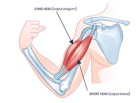 Triceps vs Biceps: What's the Difference? - Inspire US