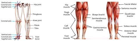 Lower Limb Muscles Diagram