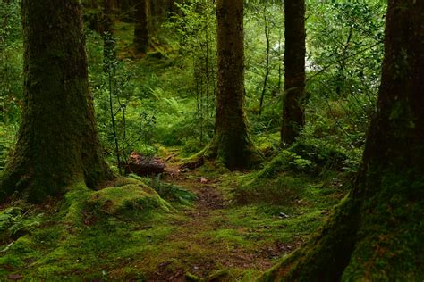 Forest in Summer · Free Stock Photo