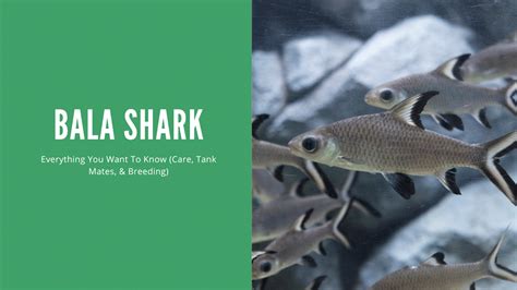 A Comprehensive Guide to Bala Shark Care: Tank Size, Food, Lifespan, and More - AquariumStoreDepot