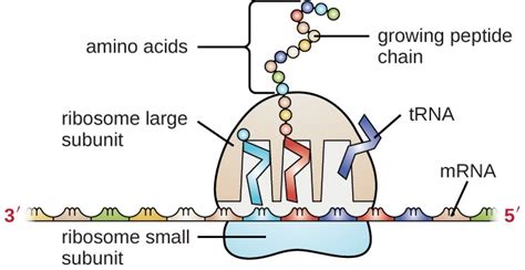 Structure and Function of RNA | Microbiology | Study Guides