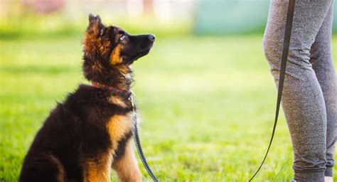 German Shepherd Training – Keeping Clever Dogs Entertained