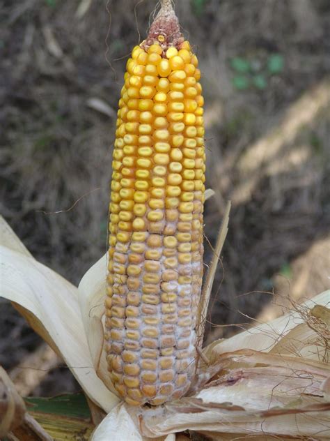 Ear and Stalk Rot Diseases Becoming More Common in Corn Fields ...