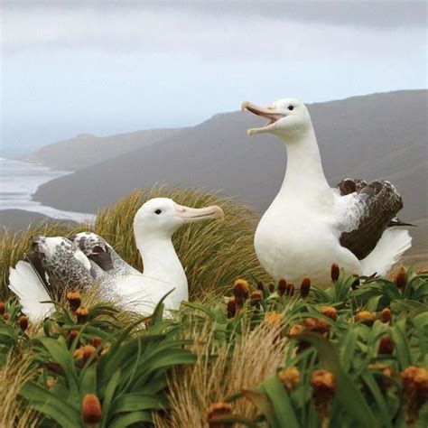 Chatham Islands - Marine and Wildlife, Tourism New Zealand